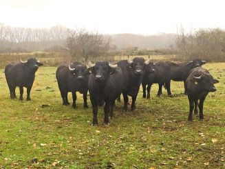 Schwarzwald Büffel Paket 